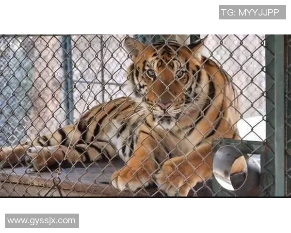 蒂华纳与老虎大学精彩对决视频回顾及赛后分析